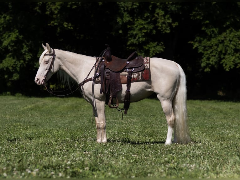 Fox trotter de Missouri Yegua 14 años 142 cm Cremello in Marble Hill