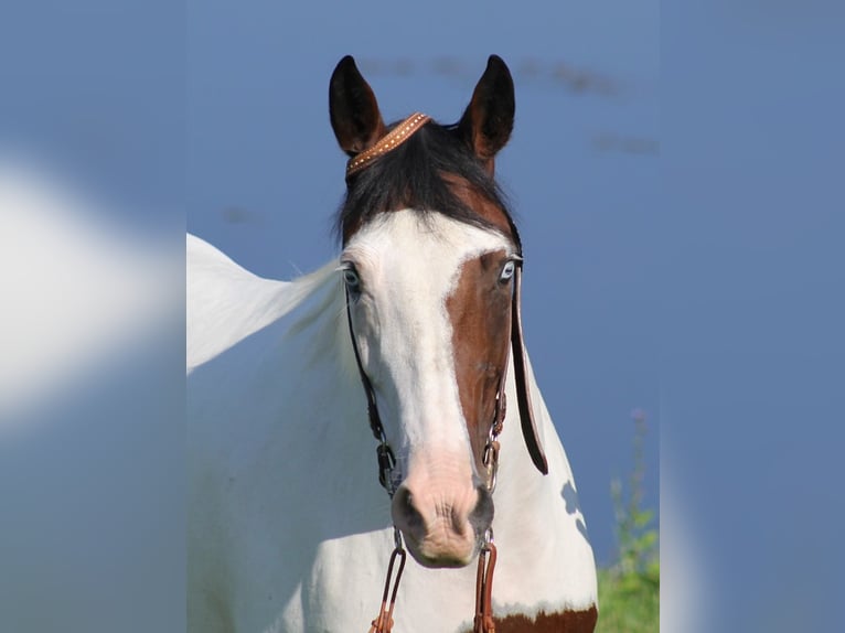 Fox trotter de Missouri Yegua 14 años 150 cm Tobiano-todas las-capas in Whitley City