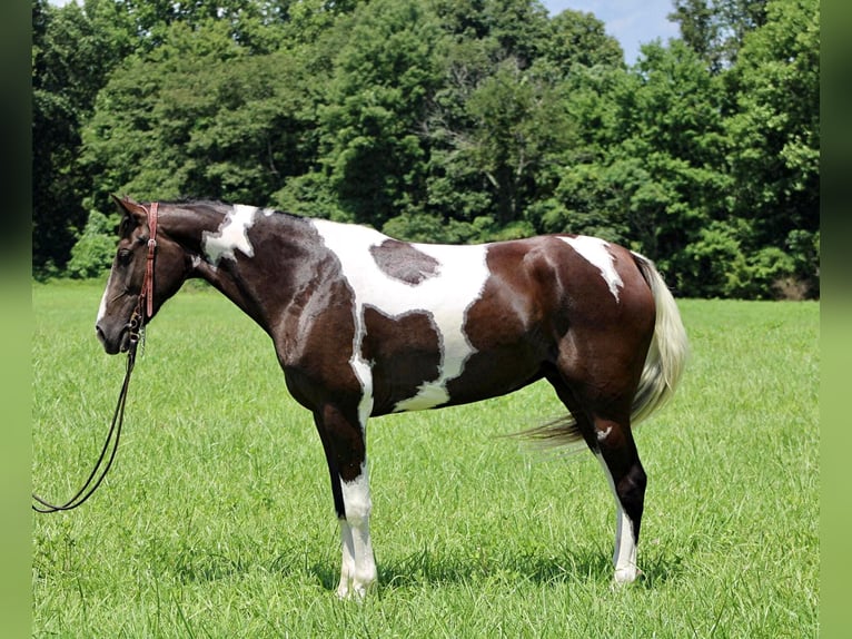 Fox trotter de Missouri Yegua 14 años 152 cm Tobiano-todas las-capas in Whitley City KY