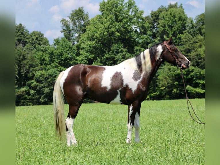 Fox trotter de Missouri Yegua 14 años 152 cm Tobiano-todas las-capas in Whitley City KY