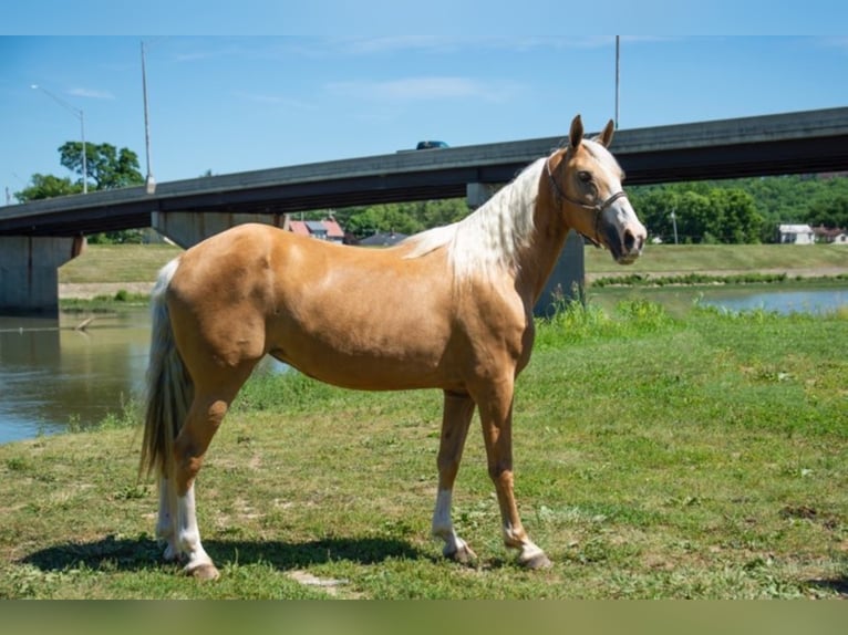 Fox trotter de Missouri Yegua 14 años 155 cm Palomino in Middletown OH