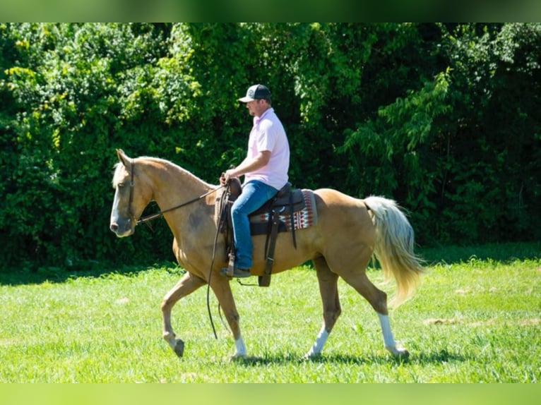 Fox trotter de Missouri Yegua 14 años 155 cm Palomino in Middletown OH