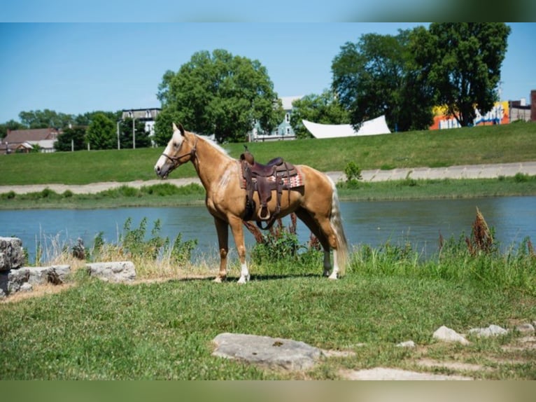 Fox trotter de Missouri Yegua 14 años 155 cm Palomino in Middletown OH