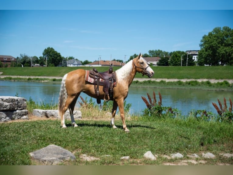 Fox trotter de Missouri Yegua 14 años 155 cm Palomino in Middletown OH