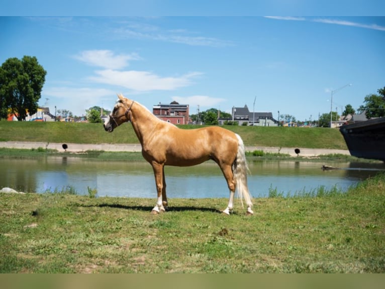 Fox trotter de Missouri Yegua 14 años 155 cm Palomino in Middletown OH