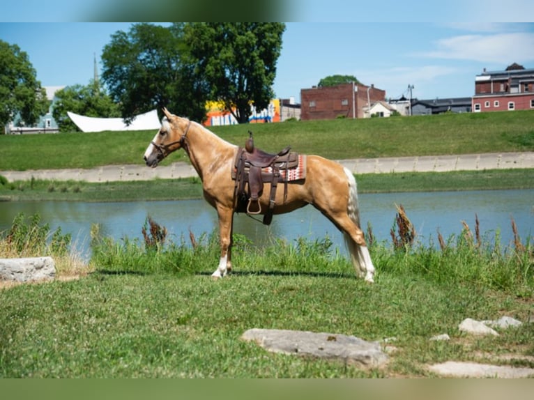 Fox trotter de Missouri Yegua 14 años 155 cm Palomino in Middletown OH