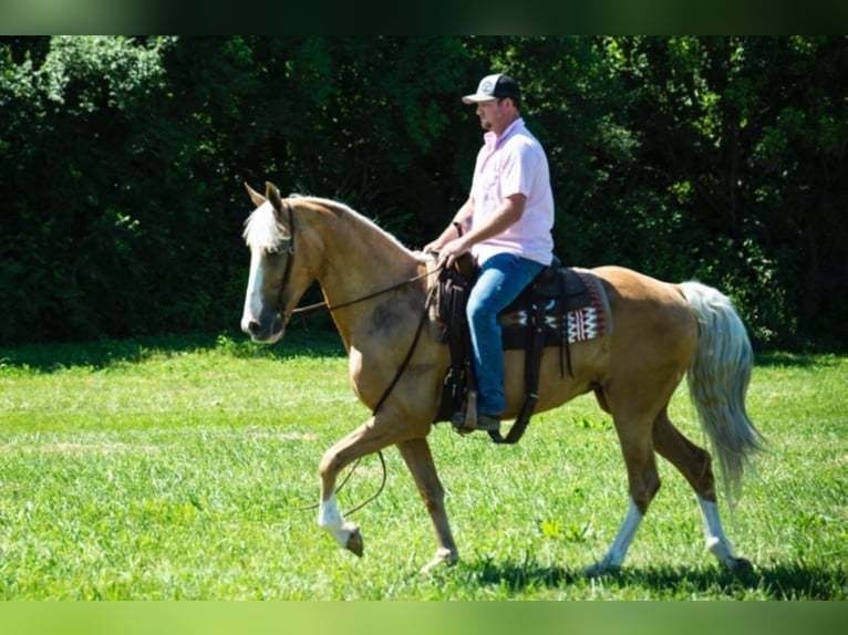 Fox trotter de Missouri Yegua 14 años 155 cm Palomino in Middletown OH