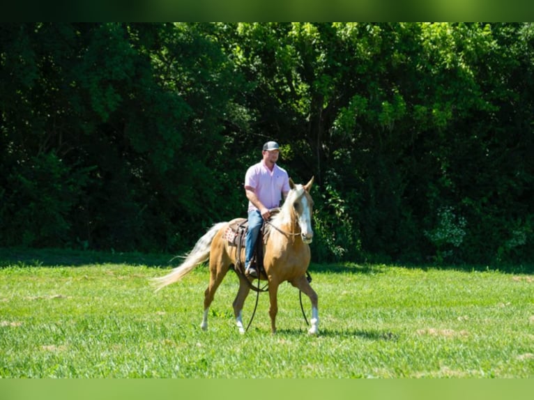 Fox trotter de Missouri Yegua 14 años 155 cm Palomino in Middletown OH