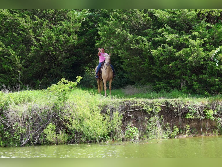 Fox trotter de Missouri Yegua 14 años Champán in Forney