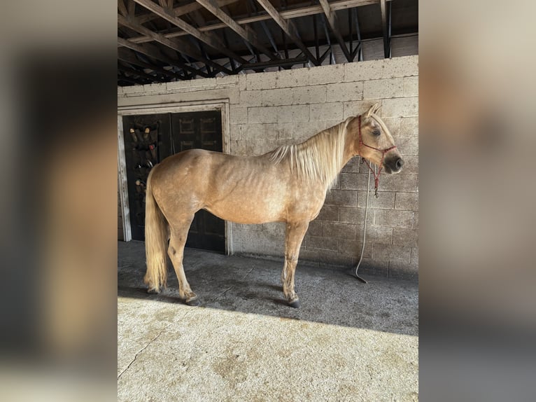Fox trotter de Missouri Yegua 15 años 152 cm Palomino in Malabar, FL
