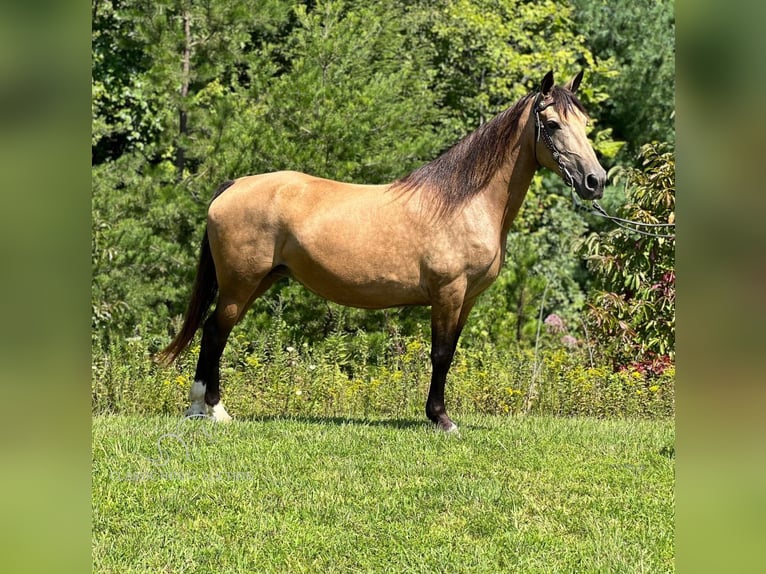 Fox trotter de Missouri Yegua 16 años 142 cm Buckskin/Bayo in Whitley City, KY