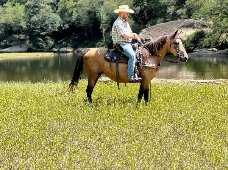 Fox trotter de Missouri Yegua 16 años 142 cm Buckskin/Bayo in Whitley City, KY