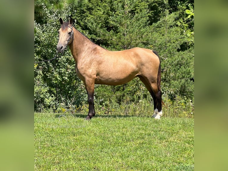 Fox trotter de Missouri Yegua 16 años 142 cm Buckskin/Bayo in Whitley City, KY