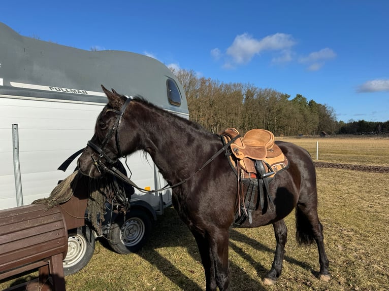 Fox trotter de Missouri Yegua 17 años 148 cm Negro in Zehdenick