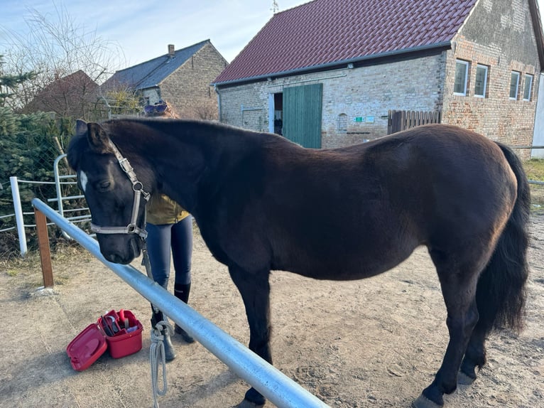 Fox trotter de Missouri Yegua 17 años 148 cm Negro in Zehdenick