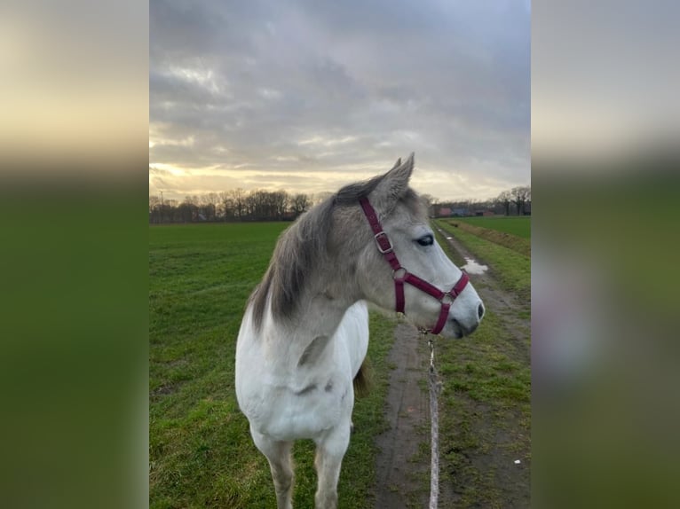 Fox trotter de Missouri Yegua 19 años 148 cm Tordo rodado in Gronau (Westfalen)