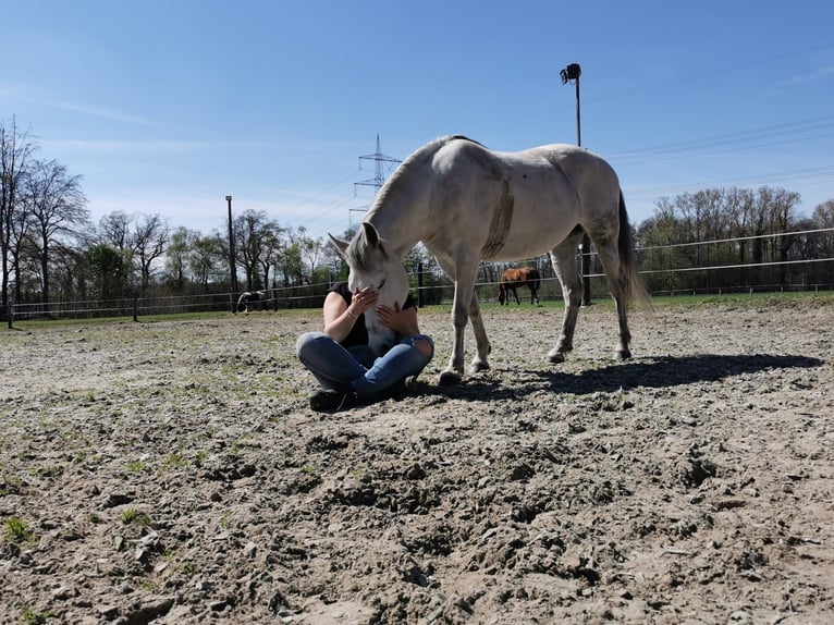 Fox trotter de Missouri Yegua 19 años 148 cm Tordo rodado in Gronau (Westfalen)