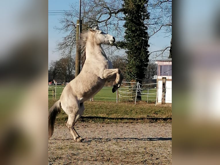 Fox trotter de Missouri Yegua 19 años 148 cm Tordo rodado in Gronau (Westfalen)