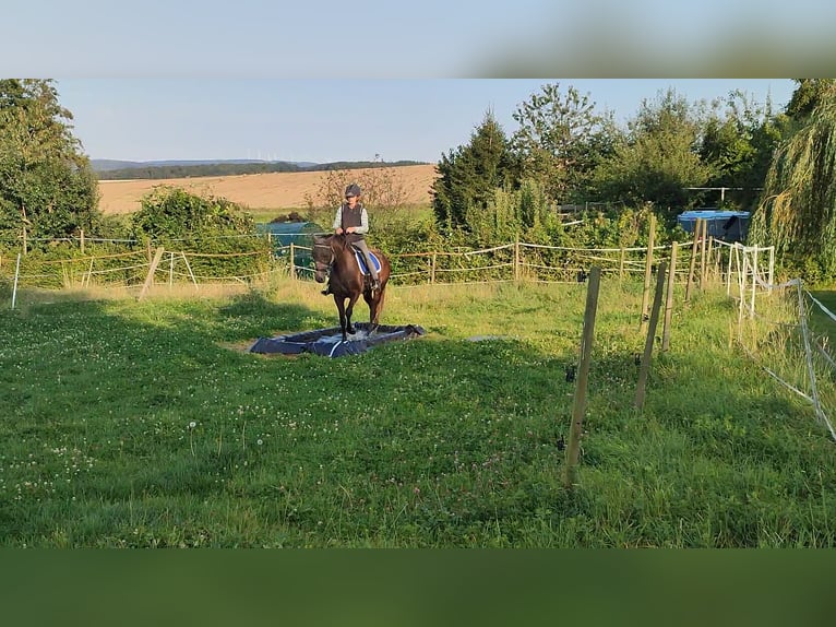 Fox trotter de Missouri Yegua 3 años 158 cm Tordo in Winterwerb