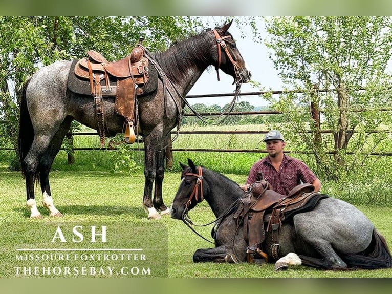 Fox trotter de Missouri Yegua 4 años 147 cm Ruano azulado in Houston, MO