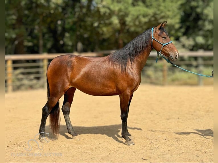 Fox trotter de Missouri Yegua 4 años 152 cm Castaño rojizo in Gerald, MO