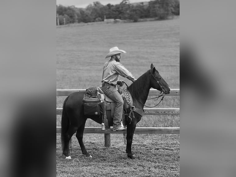 Fox trotter de Missouri Yegua 4 años 152 cm Castaño rojizo in Gerald, MO