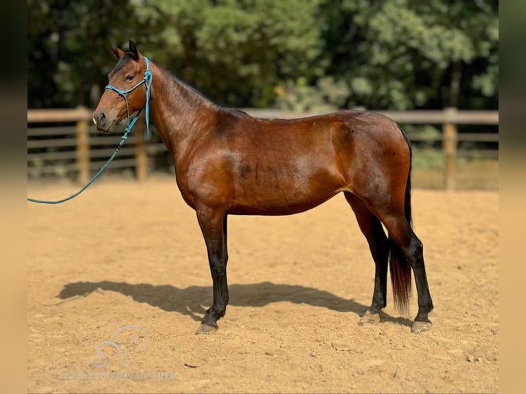 Fox trotter de Missouri Yegua 4 años 152 cm Castaño rojizo in Gerald, MO