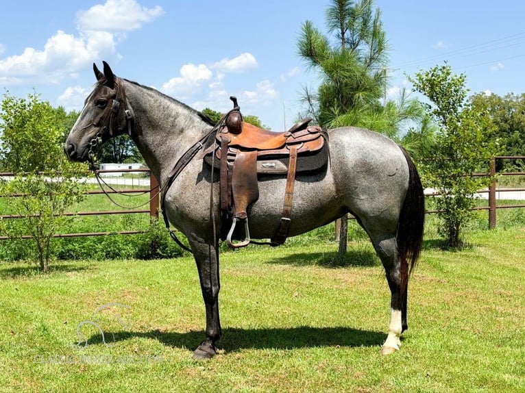 Fox trotter de Missouri Yegua 4 años 152 cm Ruano azulado in Houston, MO