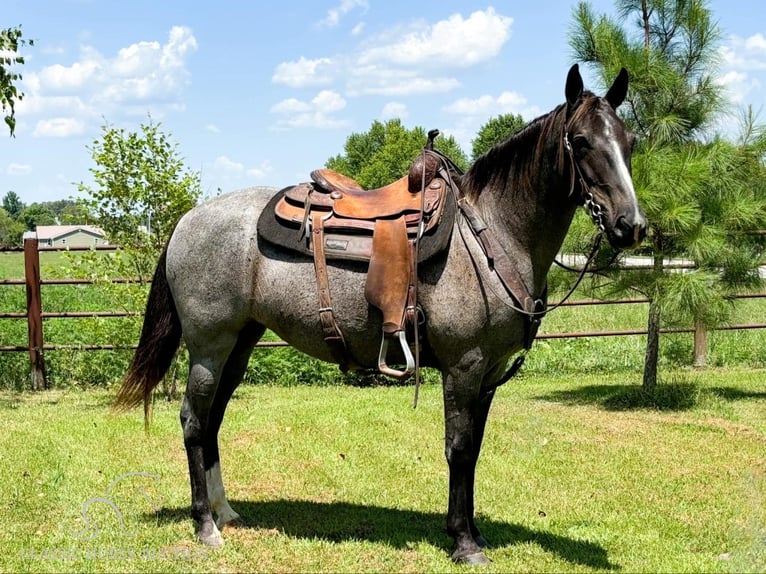 Fox trotter de Missouri Yegua 4 años 152 cm Ruano azulado in Houston, MO