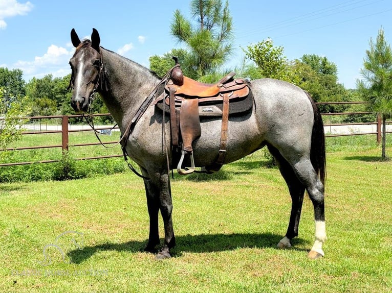 Fox trotter de Missouri Yegua 4 años 152 cm Ruano azulado in Houston, MO