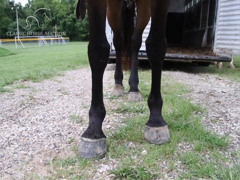 Fox trotter de Missouri Yegua 5 años 142 cm Castaño rojizo in Gerald, MO