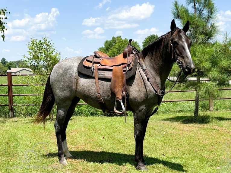Fox trotter de Missouri Yegua 5 años 152 cm in Houston, MO