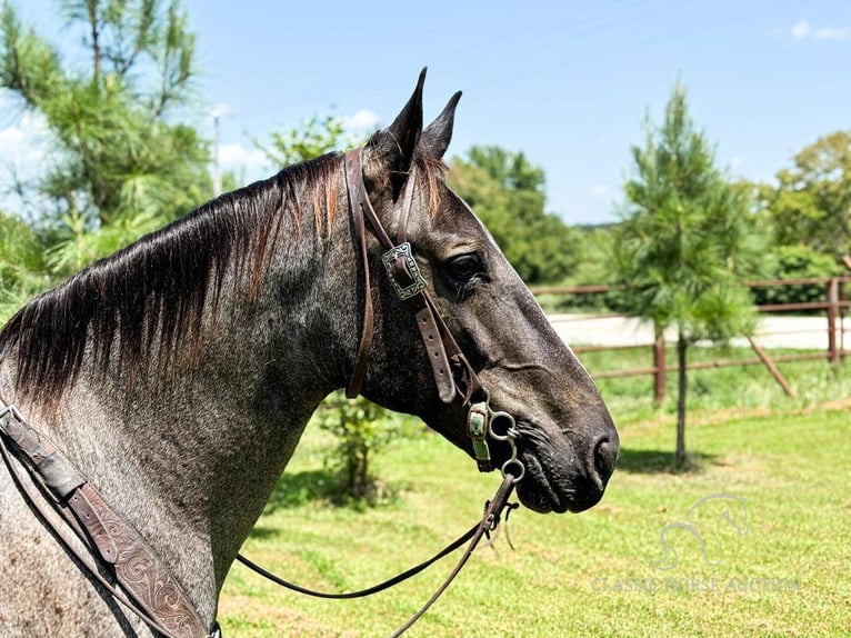 Fox trotter de Missouri Yegua 5 años 152 cm Ruano azulado in Houston, MO