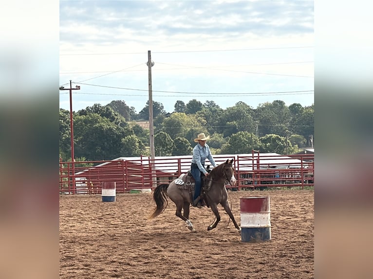 Fox trotter de Missouri Yegua 5 años Ruano alazán in Wichita Falls
