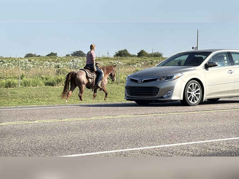 Fox trotter de Missouri Yegua 5 años Ruano alazán in Wichita Falls