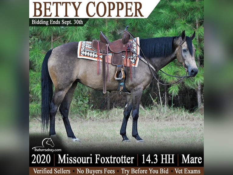 Fox trotter de Missouri Yegua 6 años 150 cm Buckskin/Bayo in Amory, MS