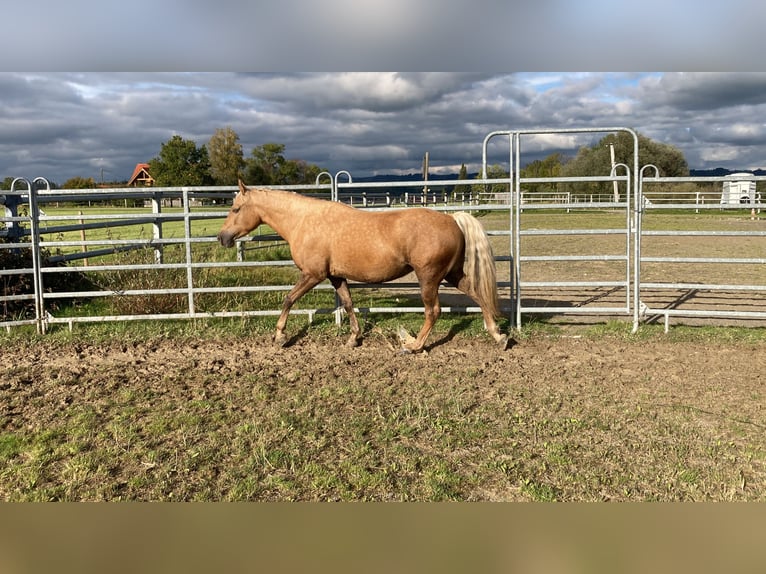 Fox trotter de Missouri Yegua 6 años 150 cm Palomino in Altusried