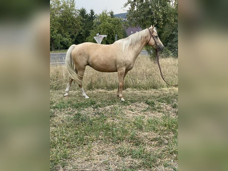 Fox trotter de Missouri Yegua 6 años 160 cm Palomino in Kn&#xFC;llwald