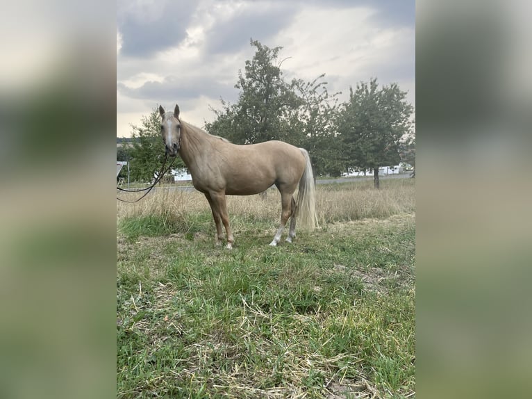 Fox trotter de Missouri Yegua 6 años 160 cm Palomino in Kn&#xFC;llwald
