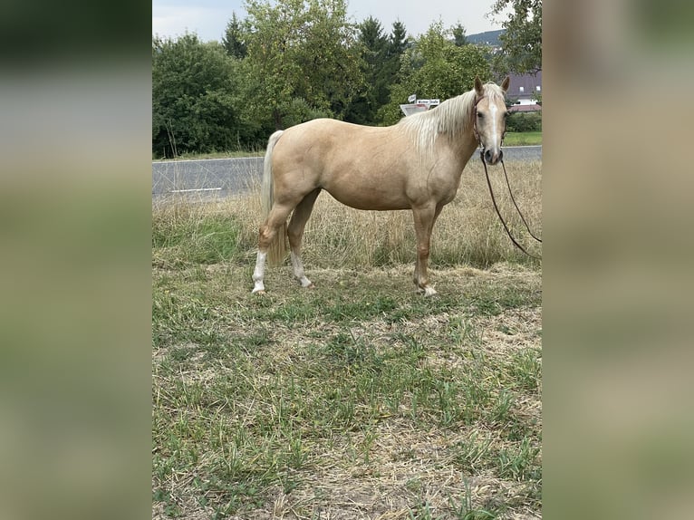 Fox trotter de Missouri Yegua 6 años 160 cm Palomino in Kn&#xFC;llwald