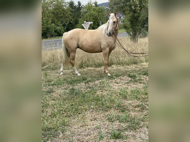 Fox trotter de Missouri Yegua 6 años 160 cm Palomino in Kn&#xFC;llwald