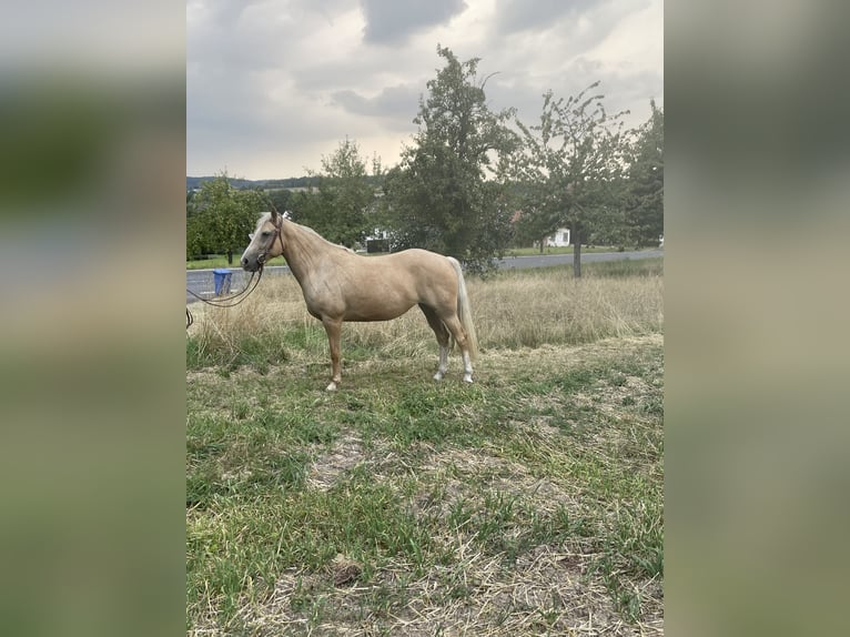 Fox trotter de Missouri Yegua 6 años 160 cm Palomino in Kn&#xFC;llwald