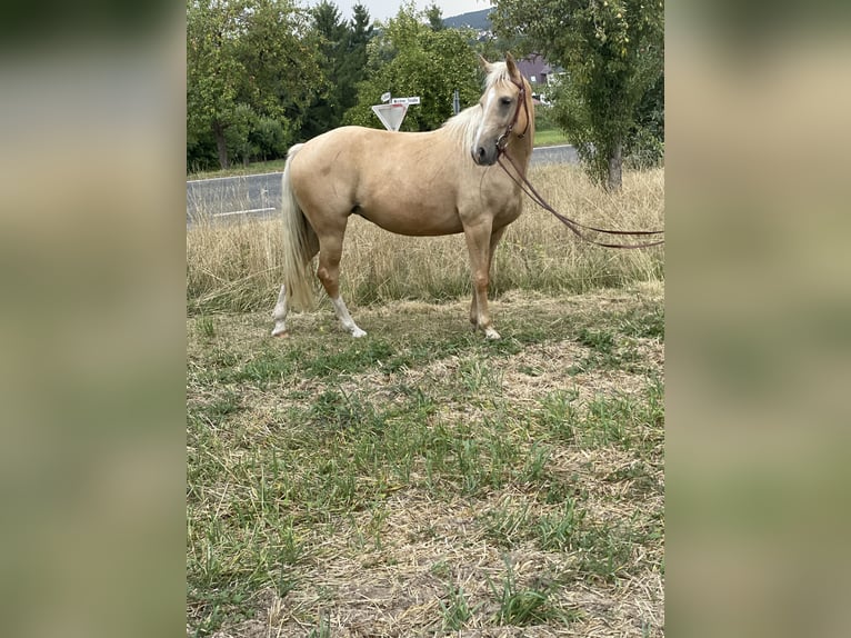 Fox trotter de Missouri Yegua 6 años 160 cm Palomino in Kn&#xFC;llwald