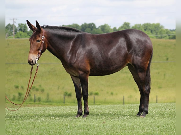 Fox trotter de Missouri Yegua 8 años 150 cm Castaño oscuro in Whitley City KY