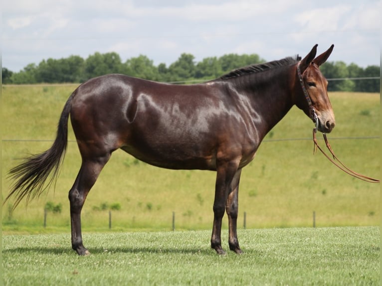 Fox trotter de Missouri Yegua 8 años 150 cm Castaño oscuro in Whitley City KY