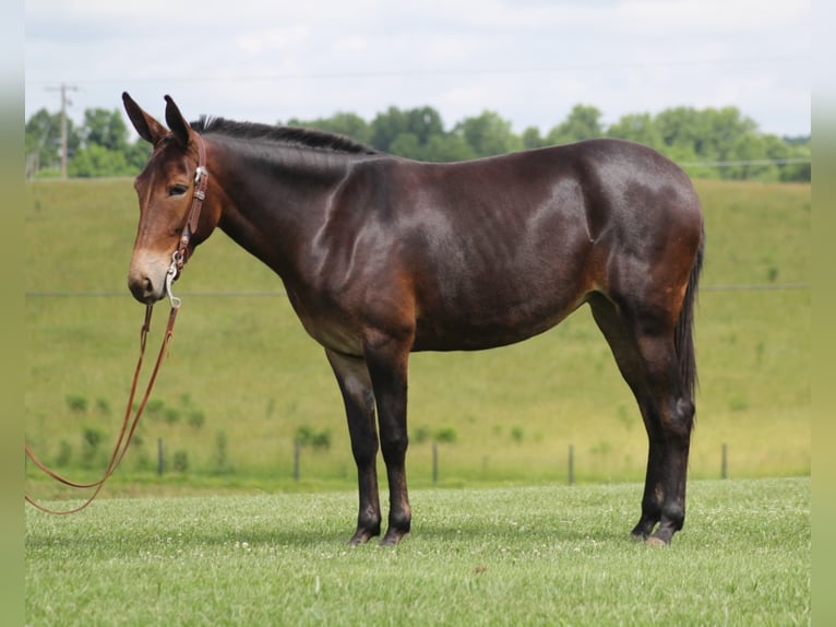 Fox trotter de Missouri Yegua 8 años Castaño rojizo in Mount vernon Ky