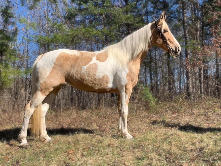 Fox trotter de Missouri Yegua 9 años 142 cm Tobiano-todas las-capas in Whitley City KY