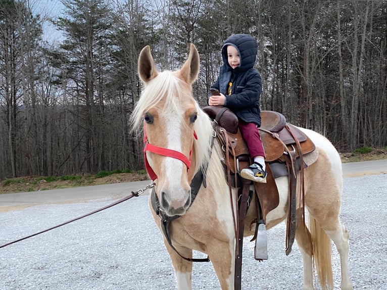 Fox trotter de Missouri Yegua 9 años 142 cm Tobiano-todas las-capas in Whitley City KY