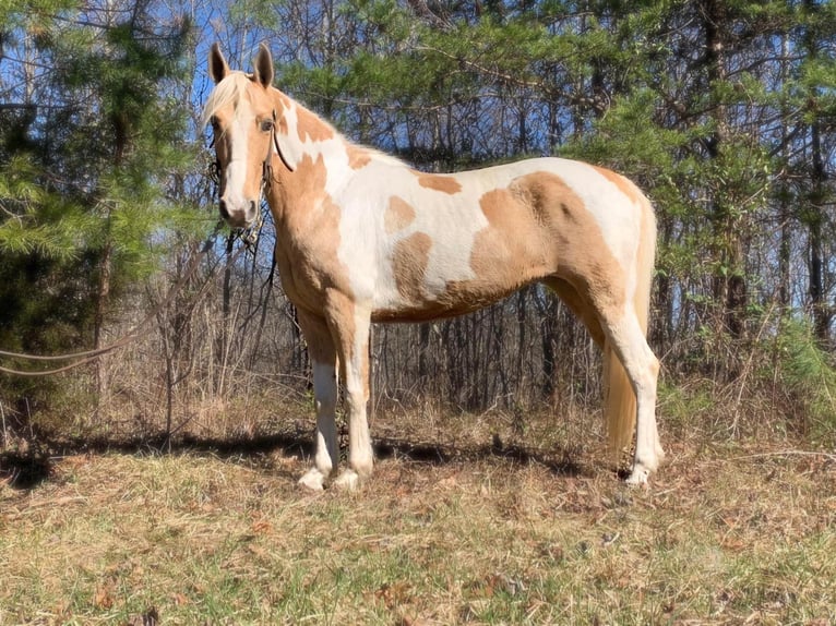 Fox trotter de Missouri Yegua 9 años 142 cm Tobiano-todas las-capas in Whitley City KY