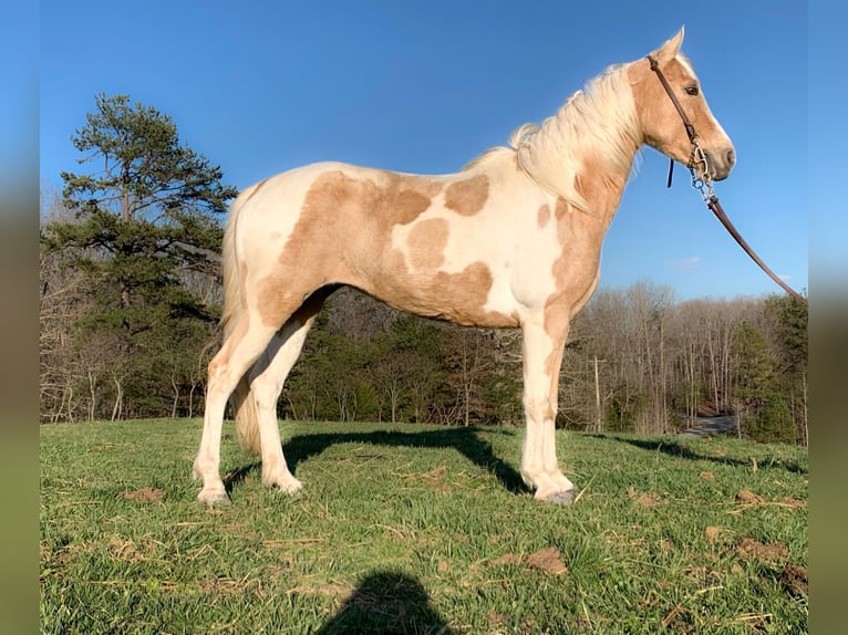 Fox trotter de Missouri Yegua 9 años 142 cm Tobiano-todas las-capas in Whitley City KY